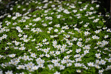 White wood anemone flowers. Anemone nemorosa, Ranunculaceae family. Common names include wood anemone, windflower, thimbleweed and smell fox