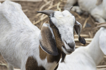 Close up face of goat, goat portrait