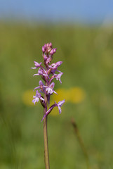 Wohlriechende Händelwurz - Gymnadenia odoratissima