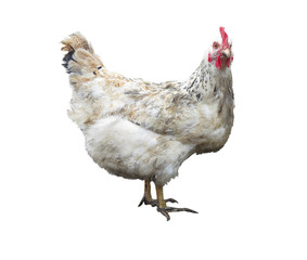 White chicken hen isolated over white