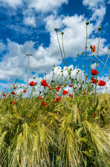 Fototapeta premium Mohn im Getreide