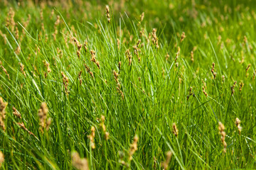 meadow. drops of dew and in sunshine on the spring green grass.