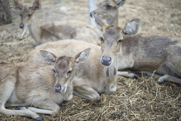 portrait of deer's laying on a dry grass floor