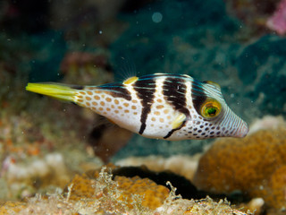 Mimic Filefish