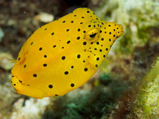 Yellow Boxfish with black spots on coral reefs