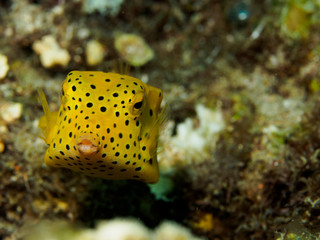 Yellow Boxfish with black spots on coral reefs