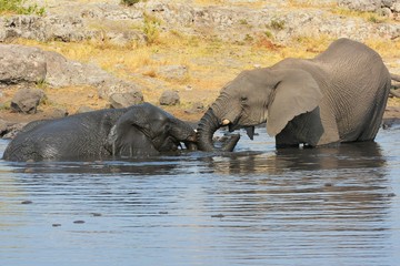 Elefanten baden im Wasserloch (Etosha Nationalpark)