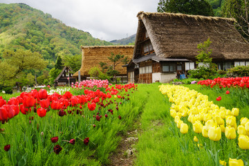 Colorful tulips in front of traditional and historical Japanese buildings at Gokayama - 113811376