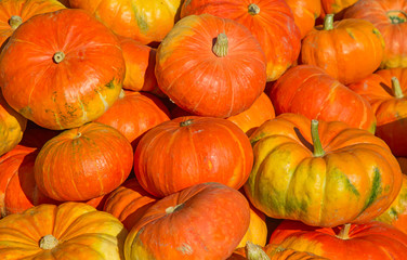 Colorful pumpkins