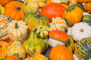 Colorful pumpkins
