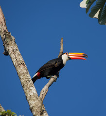 Colorful tucan