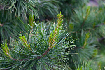green cedar needles.