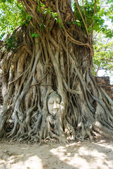 Head of Buddha statue in the tree covered by roots at Wat Mahath