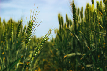 Wheat Field. Closeup Photo. Selective Focus