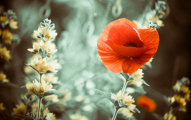 red poppy flower at garden sunset - obrazy, fototapety, plakaty