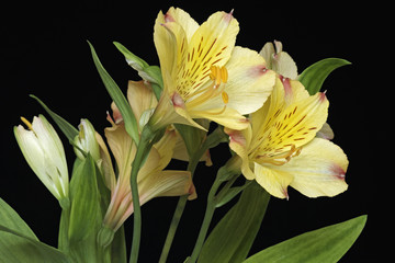 Obraz premium Peruvian lily (Alstroemeria x hybrid). Called Lily of the Incas also. Image of flowers on black background