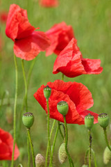 Obraz premium Poppy flowers in a meadow, Papaver rhoeas