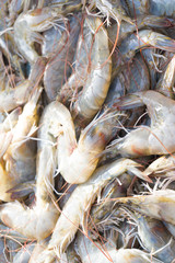 Raw fresh tiger shrimp in fishery market