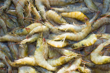Raw fresh tiger shrimp in fishery market