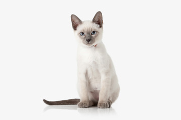Kitten. Thai cat on white background