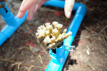 Obraz premium Making the artificial coral with pipe. 