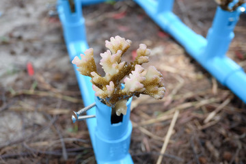Making the artificial coral with pipe.