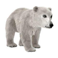 3D Rendering Polar Bear Cub