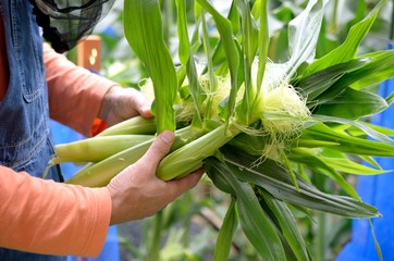 とうもろこしの収穫
