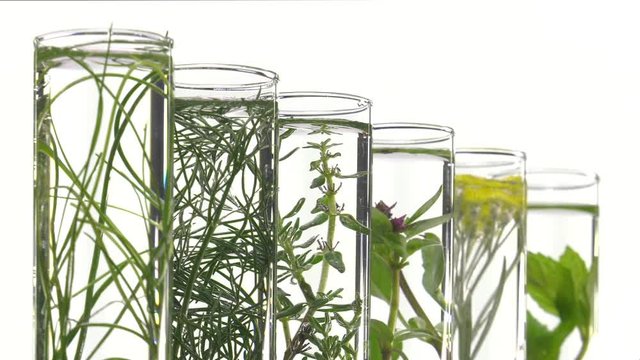 chives, dill, thyme, basil,  curry and mint in turning test tubes
