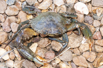 granchio