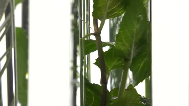 chives, dill, thyme, basil,  curry and mint in turning test tubes