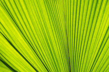 Obraz premium Abstract of green palm leaf for background, texture
