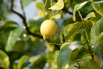 Frische, Zitrone am Baum mit Tautropfen