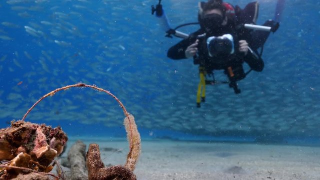 Unterwasser - Riff - Fisch - Fischschwarm - Seepferdchen - taucher -Tauchen - Curacao - Karibik - 4K