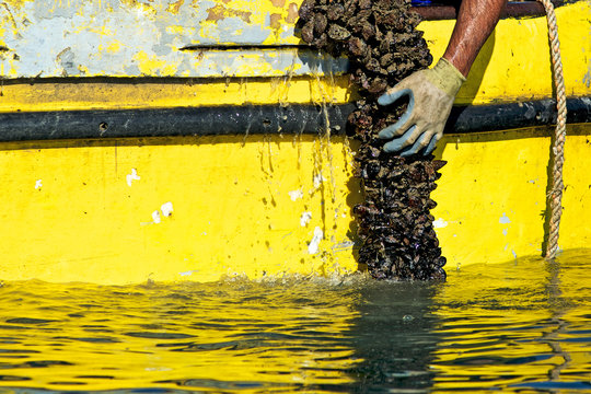 Raccolta cozze