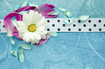 Wooden turquoise surface with chamomile, colorful flower petals and white spotted ribbon.