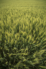 Wheat field in summer