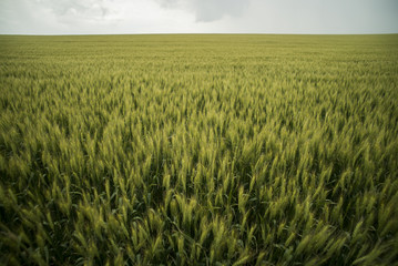 Wheat field in summer