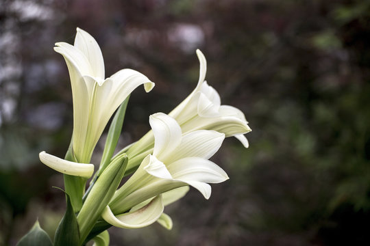 Lilys