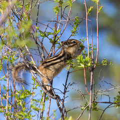 Chipmunk on a bush