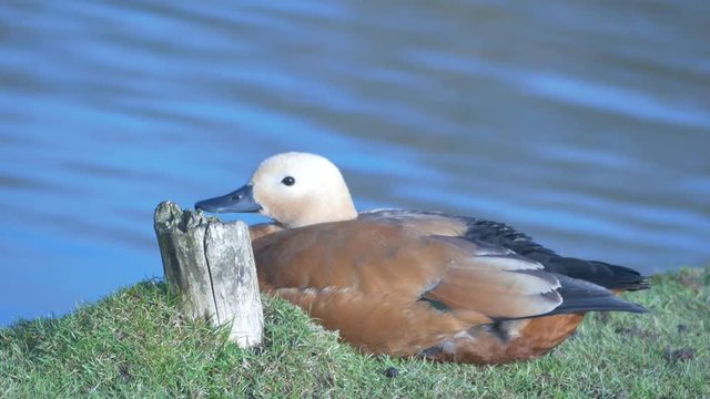 brown large ruddy shelduck  near the lake water with weak waving.
