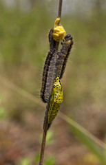eggs, caterpillar and chrysalis butterfly Aporia Crataegi