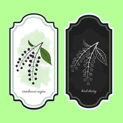 Vector illustration bird cherry. Medicinal berry. For traditional medicine, gardening or cooking design, package. Flyer or banner template