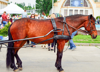 Horse in harness. Portrait of a horse. Brown horse
