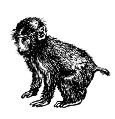 little monkey drawing sketch hand-drawn ink isolated vector illustration