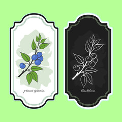 Vector illustration blackthorn. Medicinal berry. For traditional medicine, gardening or cooking design, package. Flyer or banner template