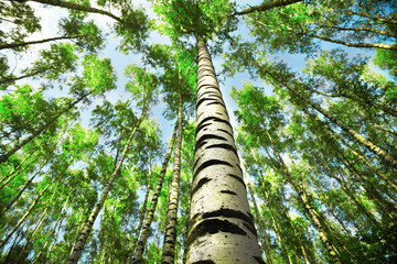 Fototapeta premium forest birch