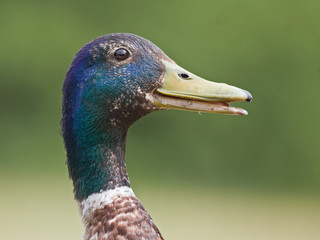 Close-up of moulting drake. Mallard, or Wild duck (Anas platyrhynchos).