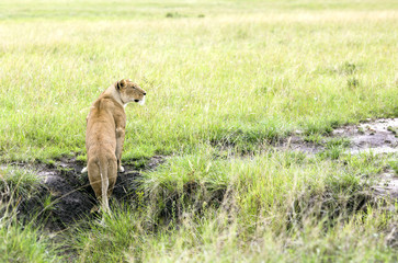 Lovely lioness looking out for prey in a park Tarangire, Tanzania