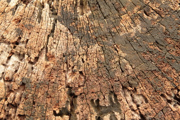 Old stump cross section texture, background shows weathered tree rings, the circle line in wood grain